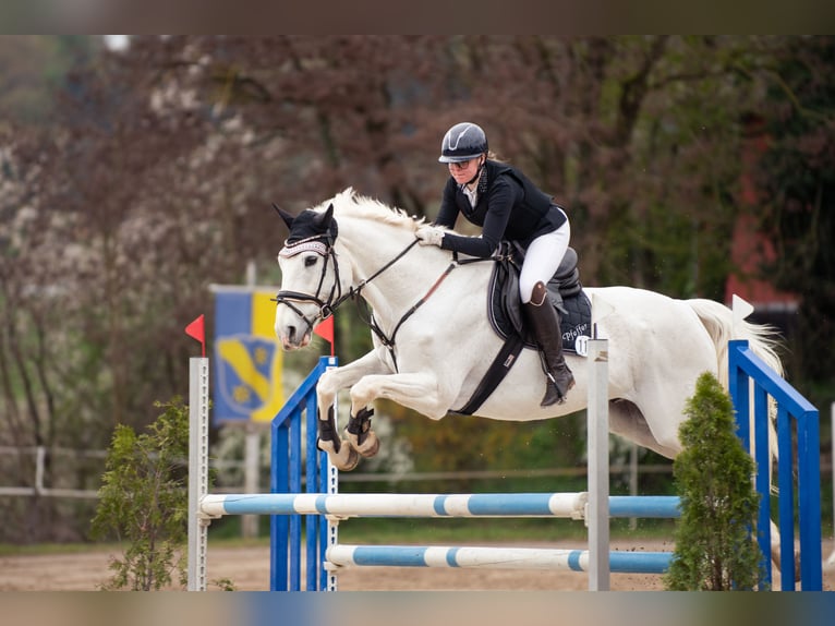 Caballo de salto Oldenburgo Caballo castrado 16 años 175 cm Tordo in Oberzent