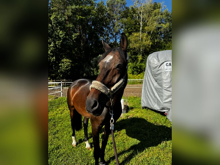 Caballo de salto Oldenburgo Caballo castrado 17 años 170 cm Castaño oscuro in Durmersheim