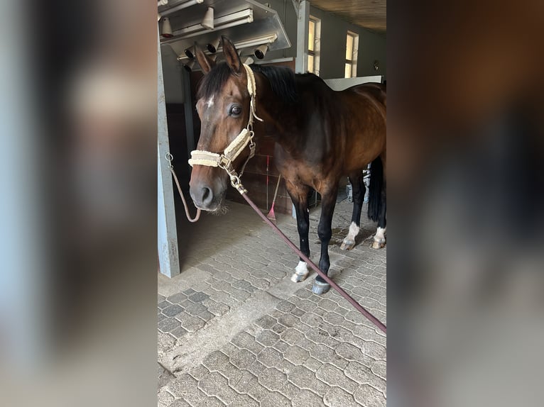 Caballo de salto Oldenburgo Caballo castrado 17 años 171 cm Castaño oscuro in Hagenbach