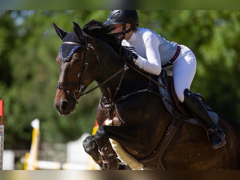 Caballo de salto Oldenburgo Caballo castrado 17 años 171 cm Castaño oscuro in Hagenbach