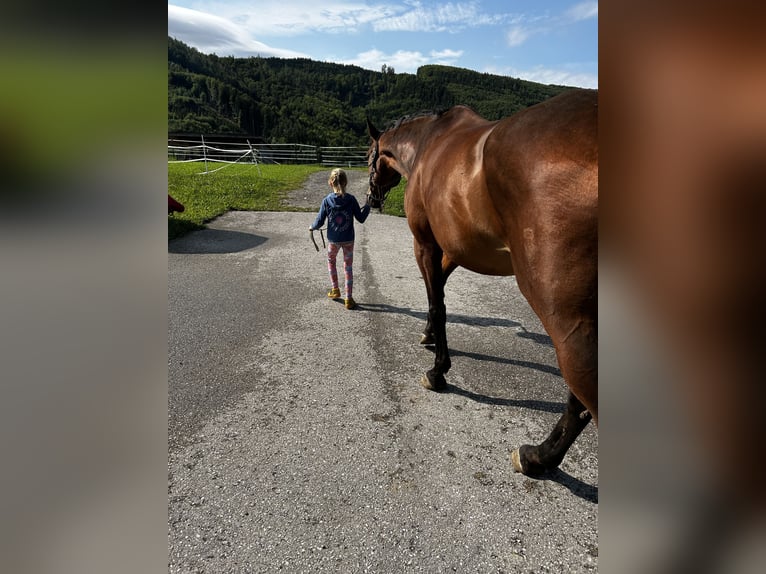 Caballo de salto Oldenburgo Caballo castrado 17 años 173 cm Castaño in St.Ulrich bei Steyr