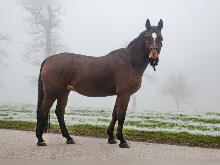 Caballo de salto Oldenburgo Caballo castrado 17 años 173 cm Castaño in St.Ulrich bei Steyr