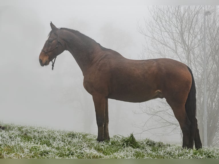 Caballo de salto Oldenburgo Caballo castrado 17 años 173 cm Castaño in St.Ulrich bei Steyr