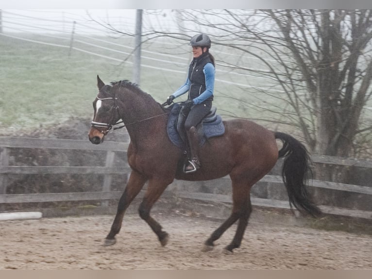 Caballo de salto Oldenburgo Caballo castrado 17 años 173 cm Castaño in St.Ulrich bei Steyr