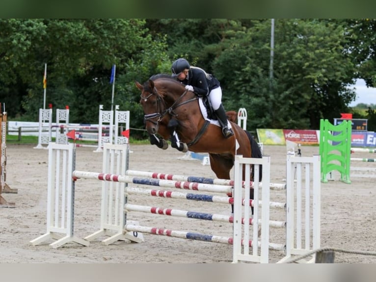 Caballo de salto Oldenburgo Caballo castrado 18 años 167 cm Castaño in Lauenburg