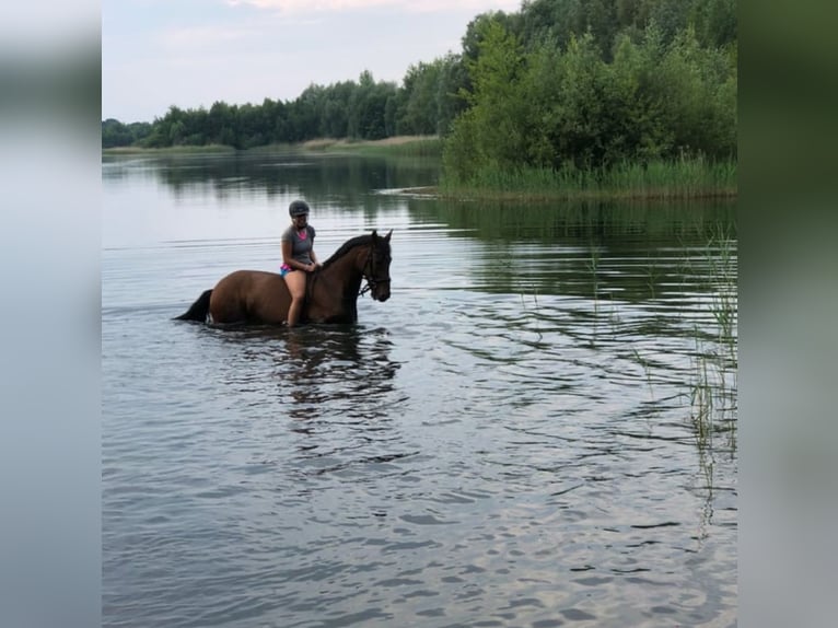 Caballo de salto Oldenburgo Caballo castrado 18 años 167 cm Castaño in Lauenburg