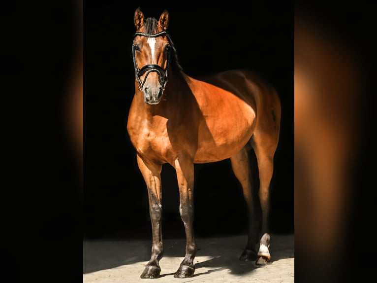 Caballo de salto Oldenburgo Caballo castrado 18 años 167 cm Castaño in Rüthen