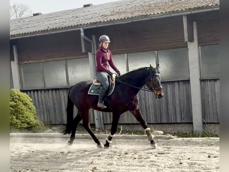 Caballo de salto Oldenburgo Caballo castrado 18 años 174 cm Castaño oscuro in Pelmberg