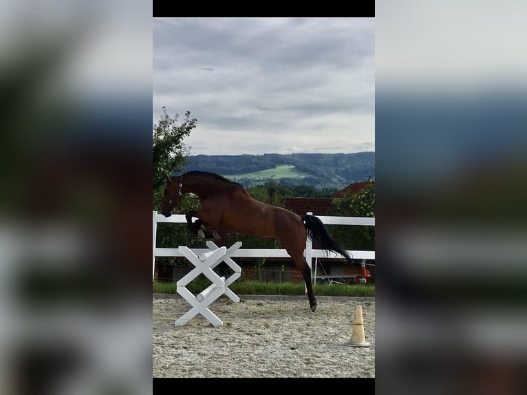 Caballo de salto Oldenburgo Caballo castrado 18 años 175 cm Castaño in St. Ulrich bei Steyr