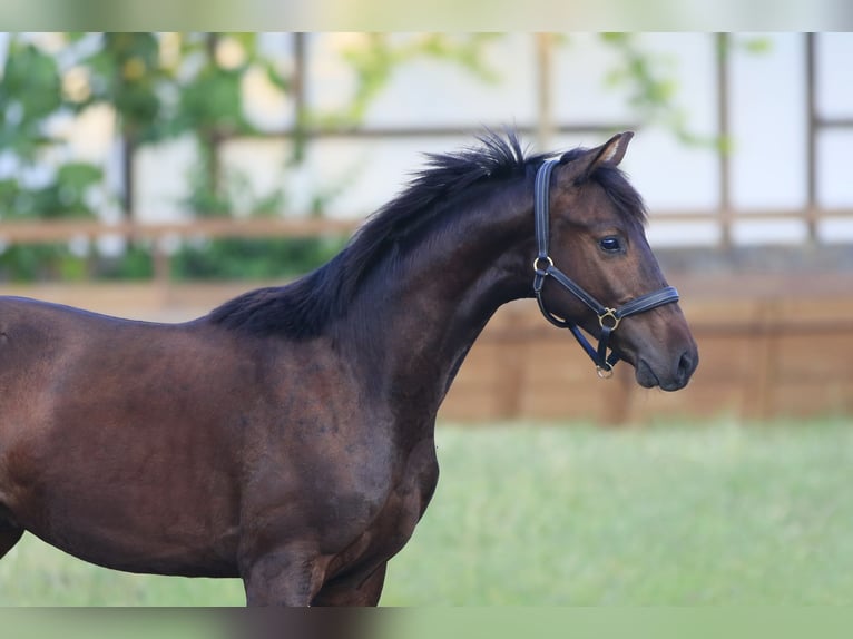 Caballo de salto Oldenburgo Caballo castrado 1 año 160 cm Castaño oscuro in Britovka