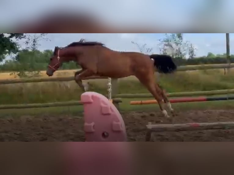 Caballo de salto Oldenburgo Caballo castrado 1 año 165 cm Castaño in Grove