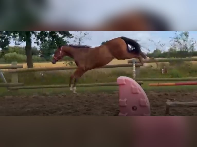 Caballo de salto Oldenburgo Caballo castrado 1 año 165 cm Castaño in Grove