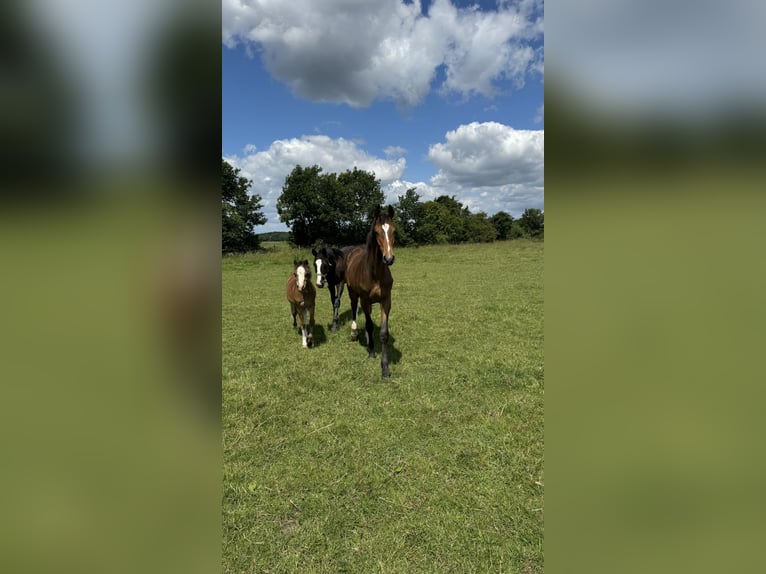 Caballo de salto Oldenburgo Caballo castrado 1 año 168 cm Castaño oscuro in Garbsen