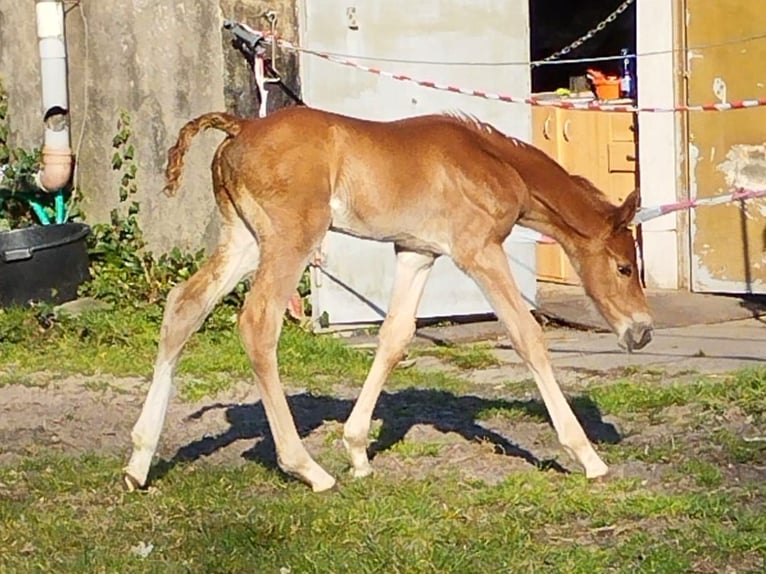 Caballo de salto Oldenburgo Caballo castrado 1 año 170 cm Alazán in Wilhelmshaven