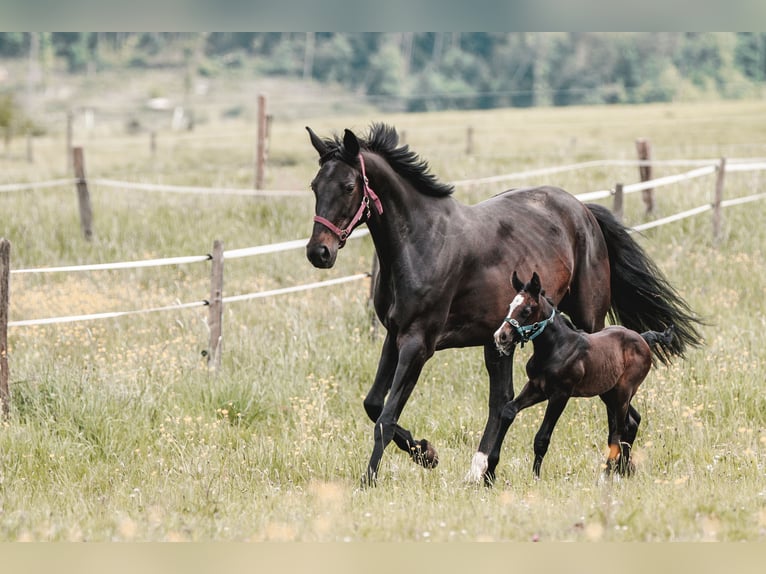 Caballo de salto Oldenburgo Caballo castrado 1 año 170 cm Musgo in Niederirsen