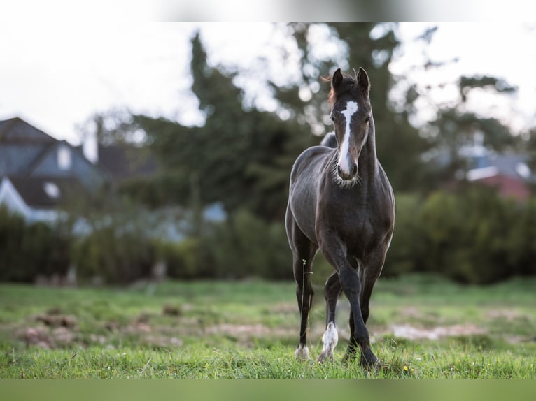 Caballo de salto Oldenburgo Caballo castrado 1 año 170 cm Musgo in Wei&#xDF;enbr&#xFC;chen