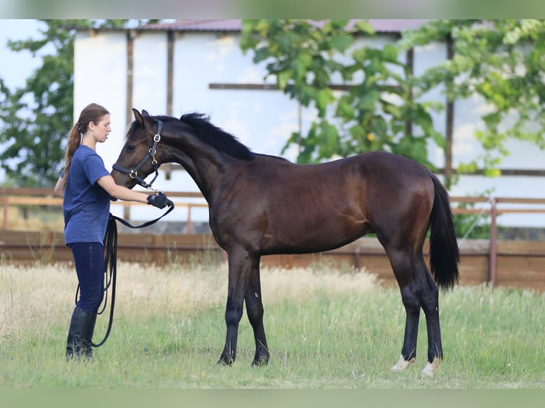 Caballo de salto Oldenburgo Caballo castrado 2 años 160 cm Castaño oscuro in Britovka