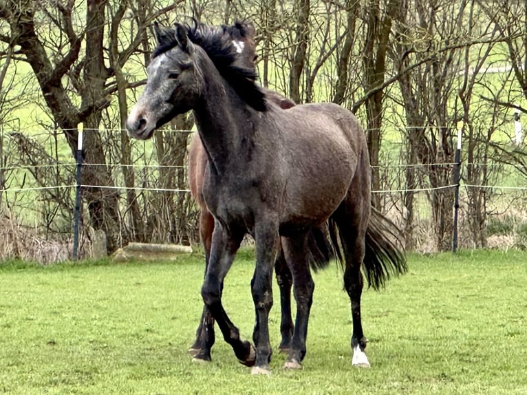 Caballo de salto Oldenburgo Caballo castrado 2 años 168 cm Tordo in Emmerthal