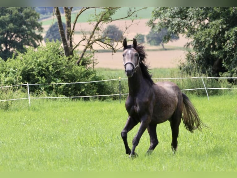 Caballo de salto Oldenburgo Caballo castrado 2 años 168 cm Tordo in Emmerthal