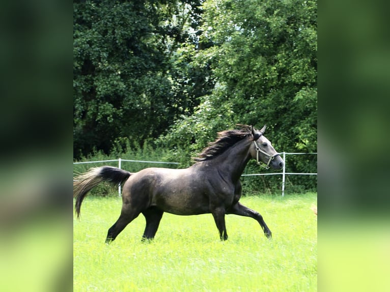 Caballo de salto Oldenburgo Caballo castrado 2 años 168 cm Tordo in Emmerthal