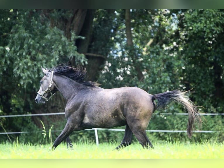 Caballo de salto Oldenburgo Caballo castrado 2 años 168 cm Tordo in Emmerthal