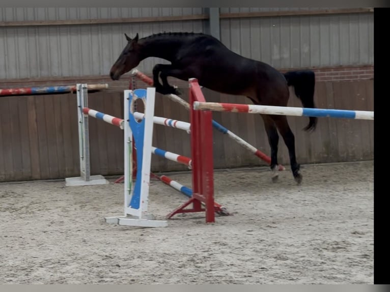 Caballo de salto Oldenburgo Caballo castrado 3 años 160 cm Castaño oscuro in Zieuwent