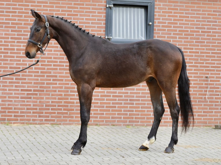 Caballo de salto Oldenburgo Caballo castrado 3 años 160 cm Castaño oscuro in Zieuwent