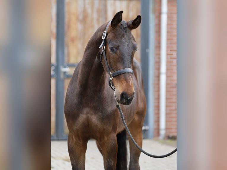 Caballo de salto Oldenburgo Caballo castrado 3 años 160 cm Castaño oscuro in Zieuwent