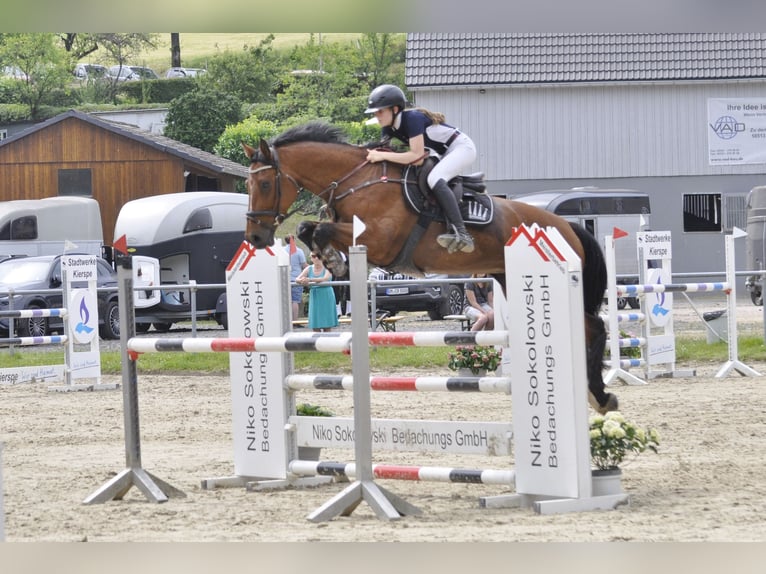 Caballo de salto Oldenburgo Caballo castrado 3 años 165 cm Castaño in Gummersbach