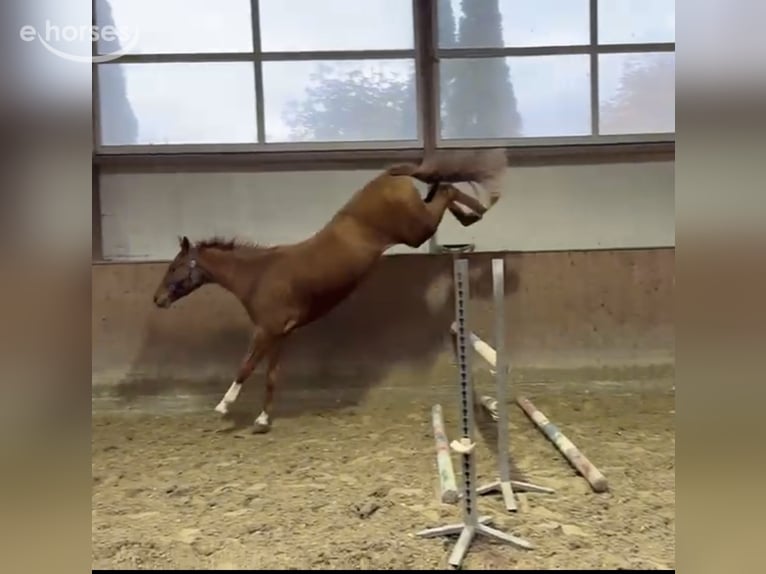 Caballo de salto Oldenburgo Caballo castrado 3 años 166 cm Alazán in Gehrde