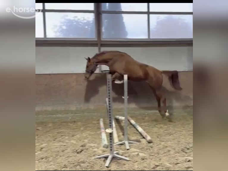 Caballo de salto Oldenburgo Caballo castrado 3 años 166 cm Alazán in Gehrde