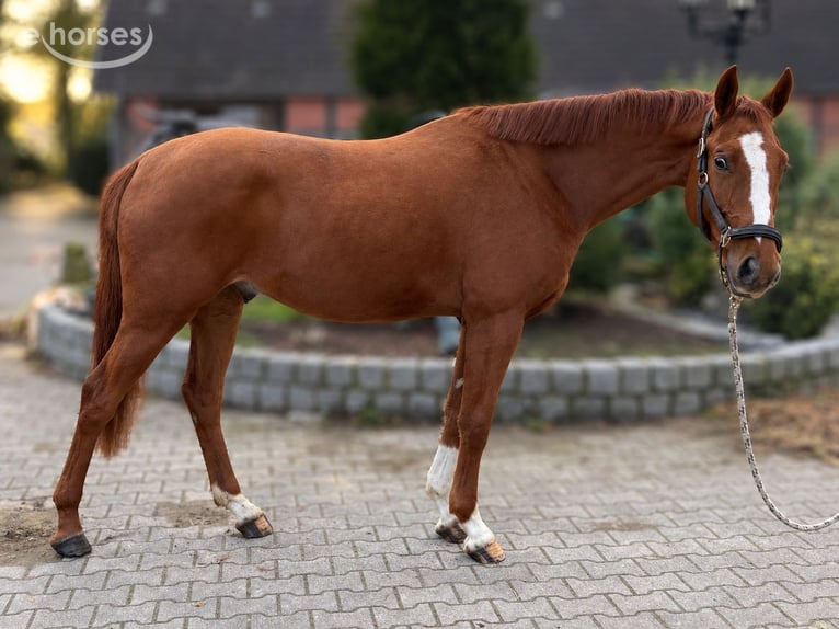 Caballo de salto Oldenburgo Caballo castrado 3 años 166 cm Alazán in Gehrde