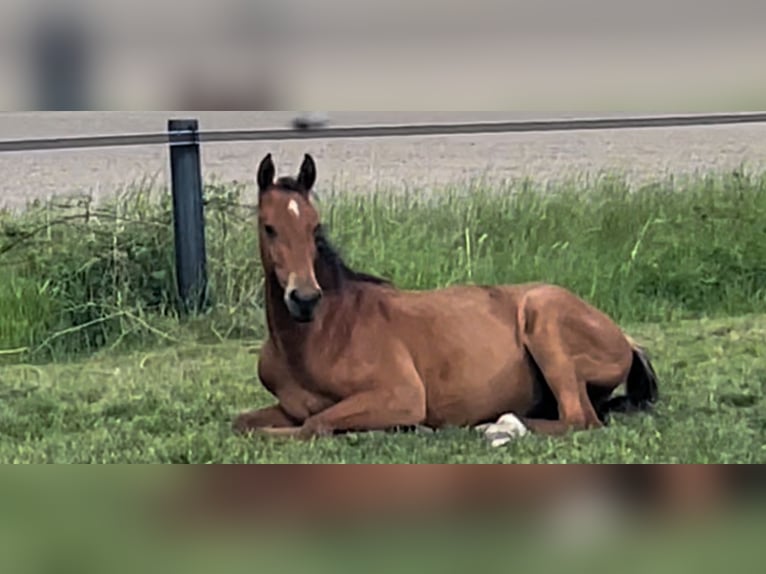 Caballo de salto Oldenburgo Caballo castrado 3 años 167 cm Castaño claro in Münster