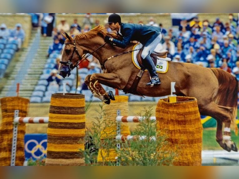 Caballo de salto Oldenburgo Caballo castrado 3 años 167 cm Castaño claro in Münster