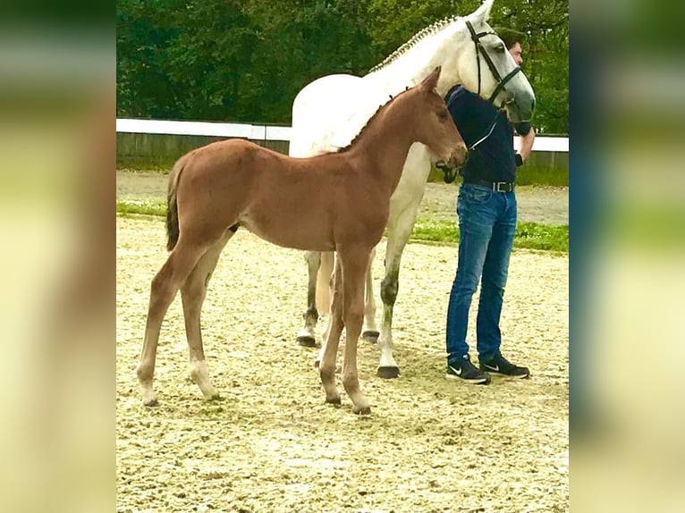 Caballo de salto Oldenburgo Caballo castrado 3 años 167 cm Castaño claro in Münster