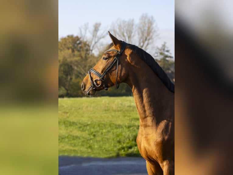 Caballo de salto Oldenburgo Caballo castrado 3 años 168 cm Castaño in Bad Bentheim