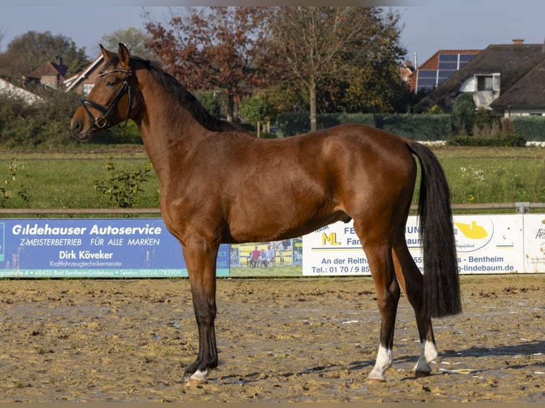 Caballo de salto Oldenburgo Caballo castrado 3 años 168 cm Castaño in Bad Bentheim