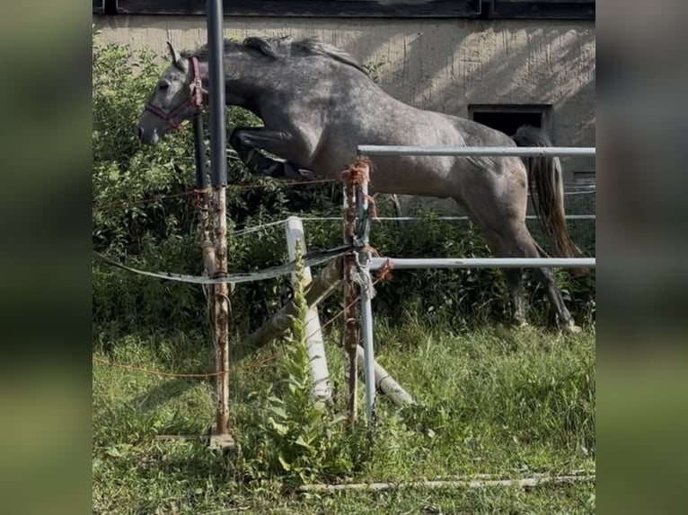 Caballo de salto Oldenburgo Caballo castrado 3 años 168 cm Tordillo negro in Nünchritz