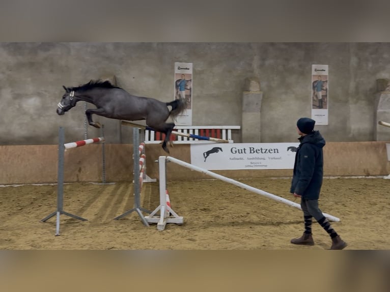 Caballo de salto Oldenburgo Caballo castrado 3 años 168 cm Tordo in Emmerthal