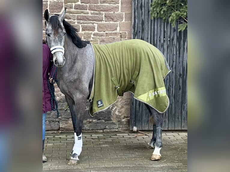 Caballo de salto Oldenburgo Caballo castrado 3 años 168 cm Tordo in Emmerthal