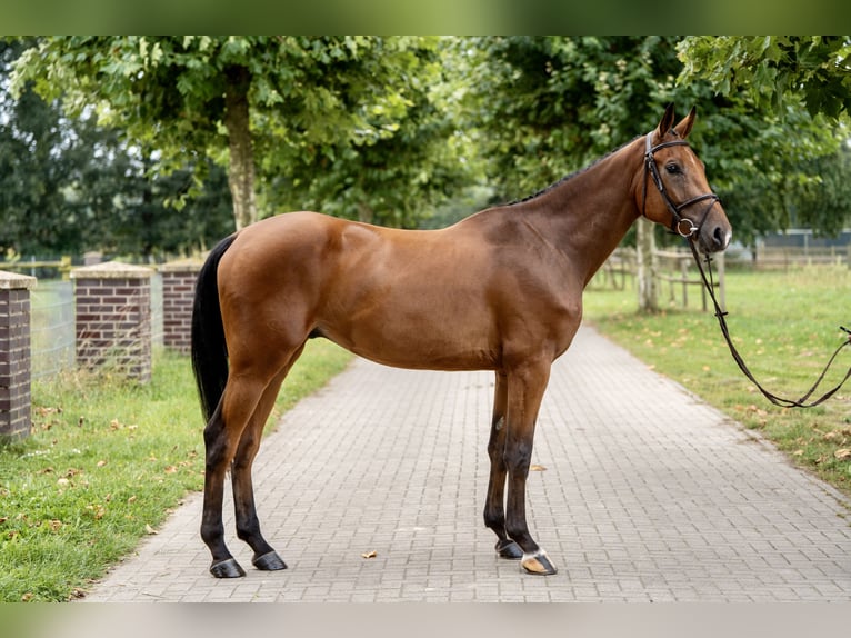 Caballo de salto Oldenburgo Caballo castrado 3 años 169 cm Castaño in GROTE-BROGEL