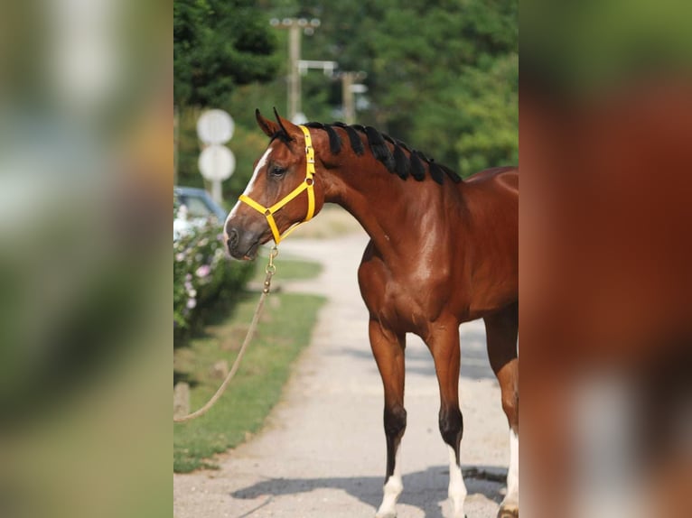 Caballo de salto Oldenburgo Caballo castrado 3 años 170 cm Castaño in Gyula