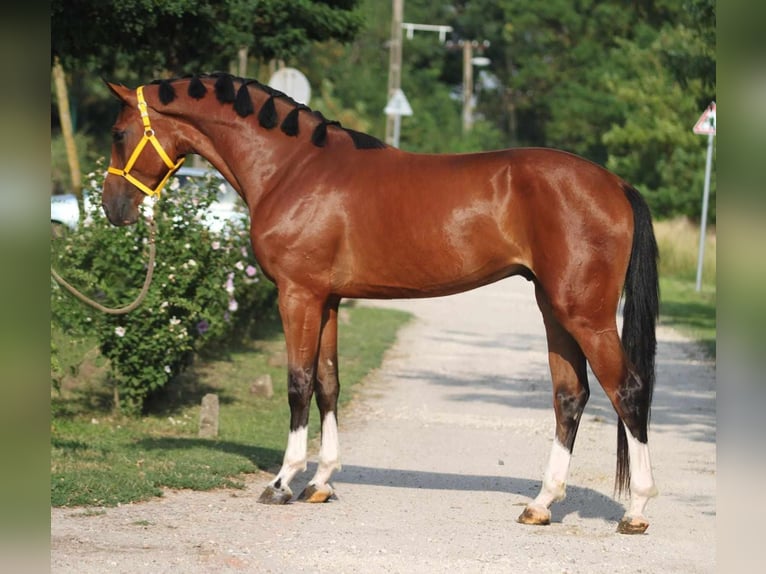 Caballo de salto Oldenburgo Caballo castrado 3 años 170 cm Castaño in Gyula