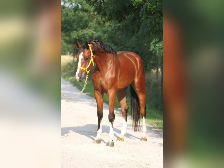 Caballo de salto Oldenburgo Caballo castrado 3 años 170 cm Castaño in Gyula