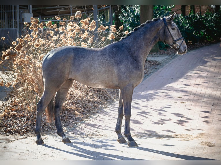 Caballo de salto Oldenburgo Caballo castrado 3 años 172 cm Tordo in Ankum