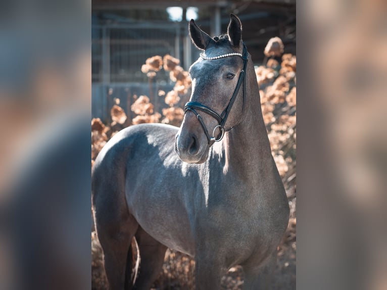 Caballo de salto Oldenburgo Caballo castrado 3 años 172 cm Tordo in Ankum