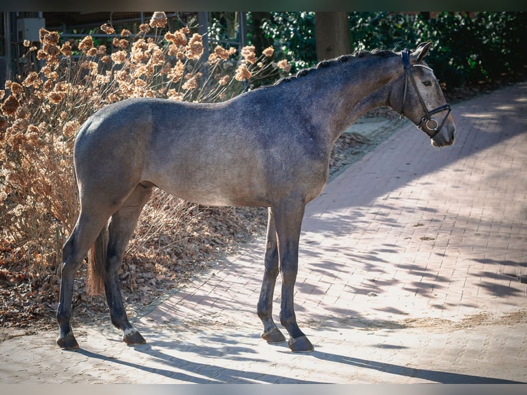 Caballo de salto Oldenburgo Caballo castrado 3 años 172 cm Tordo in Ankum