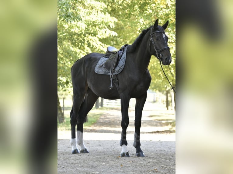 Caballo de salto Oldenburgo Caballo castrado 3 años 174 cm Morcillo in Pulheim