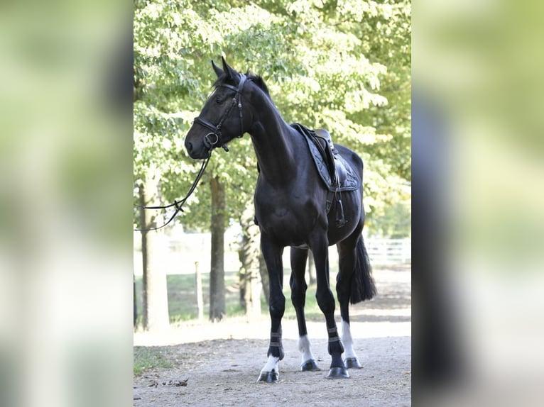 Caballo de salto Oldenburgo Caballo castrado 3 años 174 cm Morcillo in Pulheim