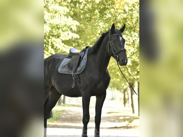 Caballo de salto Oldenburgo Caballo castrado 3 años 174 cm Morcillo in Pulheim